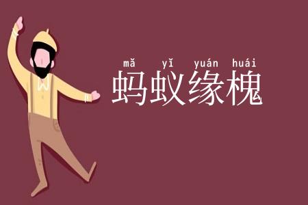 蚂蚁缘槐